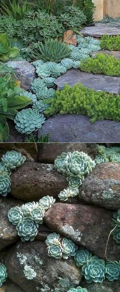 two different views of rocks and plants in the garden, one with succulents on them