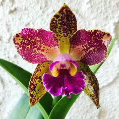 a purple and yellow flower with spots on it's petals in front of a white wall