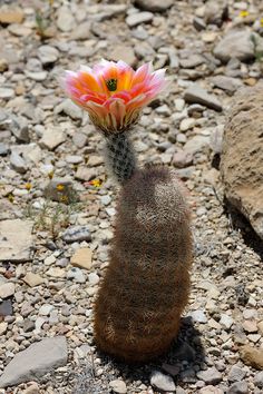 a cactus with a pink flower on it's head sitting in the gravel and rocks