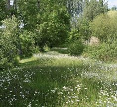 the grass is full of white flowers and trees in the distance are tall, leafy trees