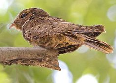 a brown bird sitting on top of a tree branch