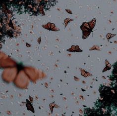 a group of butterflies flying through the air