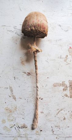 a piece of art that looks like a mushroom on top of a rope attached to the side of a wall