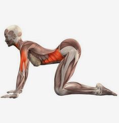 an image of a man doing the splits on his knees and arms with muscles highlighted