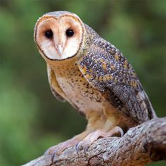 an owl sitting on top of a tree branch