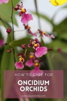 pink and yellow orchids with text overlay how to care for oncium orchids