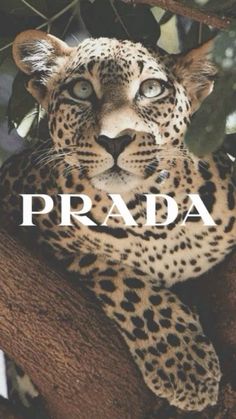 a leopard is sitting in a tree with the words prada on it's face