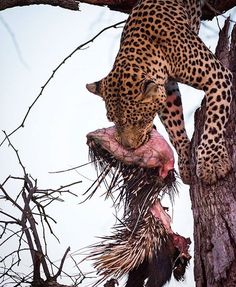 a leopard climbing up the side of a tree with its head stuck in it's mouth