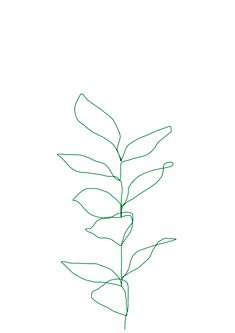 a drawing of a single leaf on a white background with space for text or image