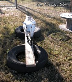 a goat standing on top of two tires in the grass