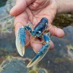 a person holding two blue lobsters in their hand