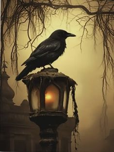 a crow sitting on top of a lamp post