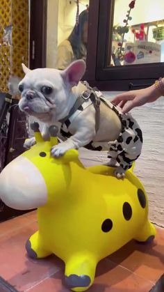 a small dog standing on top of a toy giraffe shaped like a cow