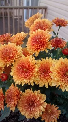 orange and yellow flowers in front of a house