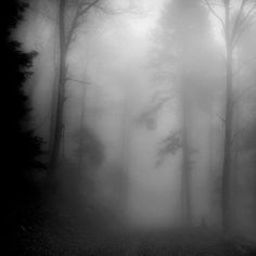 foggy forest with trees in the foreground