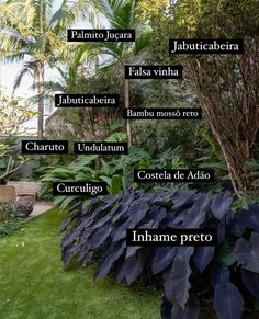 the names of different types of plants in an area with green grass and palm trees