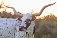 a white and black cow with large horns standing in the grass near some trees at sunset