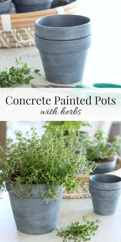 concrete painted pots with herbs in them and text overlay that reads concrete painted pots with herbs