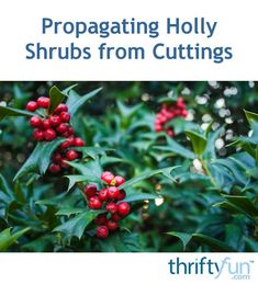 holly plants with red berries on them and the words propagating holly shrubs from cuttings