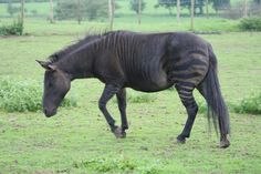 a zebra walking across a lush green field