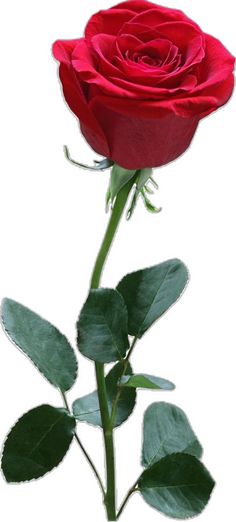 a single red rose with green leaves on a white background