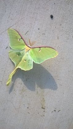 a large green moth sitting on the ground