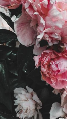 pink peonies are blooming in the garden