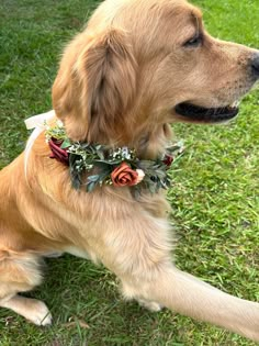 a golden retriever wearing a floral collar sits in the grass with its paw up