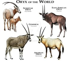 an image of different types of animals in the world