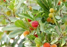 berries are growing on the branches of trees