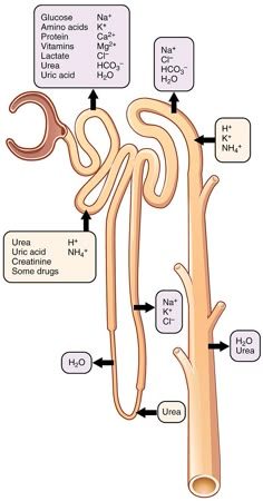 diagram of the structure of an animal's skeletal organ and its major functions in it