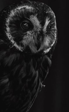 black and white photograph of an owl looking at the camera