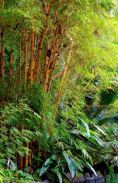 bamboo trees and water surrounded by greenery