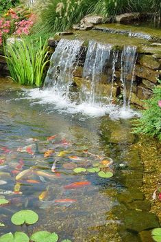 a pond filled with lots of water lilies next to a lush green hillside covered in flowers