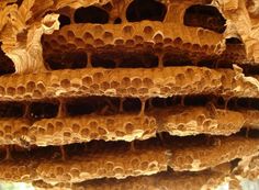 the inside of a beehive is filled with honeybees that are hanging upside down