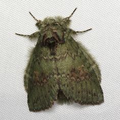 a green moth with brown spots on it's wings