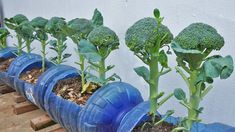 broccoli sprouts growing in plastic containers on a wooden pallet outside