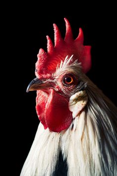 a close up of a rooster's head on a black background with red and white feathers