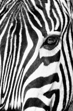 black and white photograph of a zebra's face