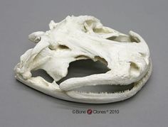 an animal's skull is shown on a gray surface