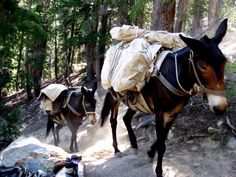 two donkeys with bags on their backs walking down a trail