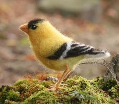 a small yellow and black bird sitting on moss