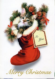 a christmas card with a cat in a red stocking and pine cones on it