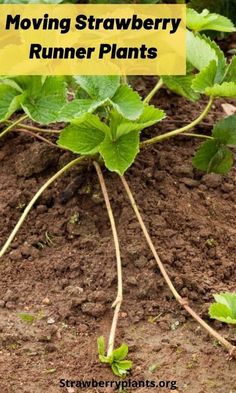 a close up of a plant with the words moving strawberry runner plants