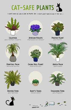 a poster with different types of house plants