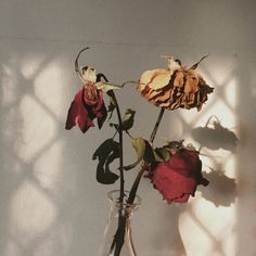 a vase filled with red flowers sitting on top of a wooden table next to a white wall