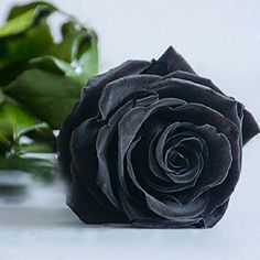 a black rose sitting on top of a table next to green leaves and the words seeds party