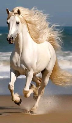 a white horse is running on the beach