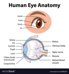 the human eye anatomy with labels