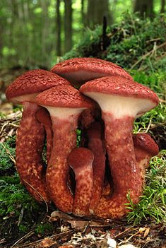 two mushrooms growing out of the ground in a forest